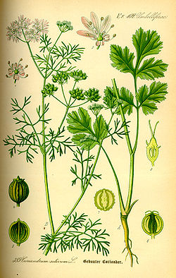 250px-Illustration_Coriandrum_sativum0.jpg